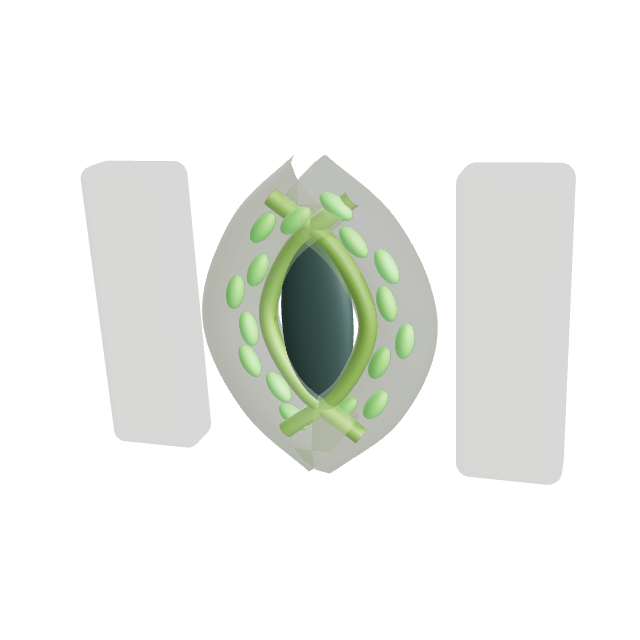 3D render of a Guard Cell