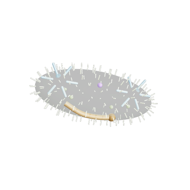 3D render of a Paramecium